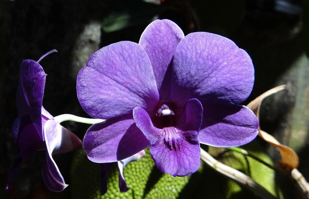 dendrobium orchid