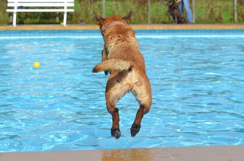 dog in pool