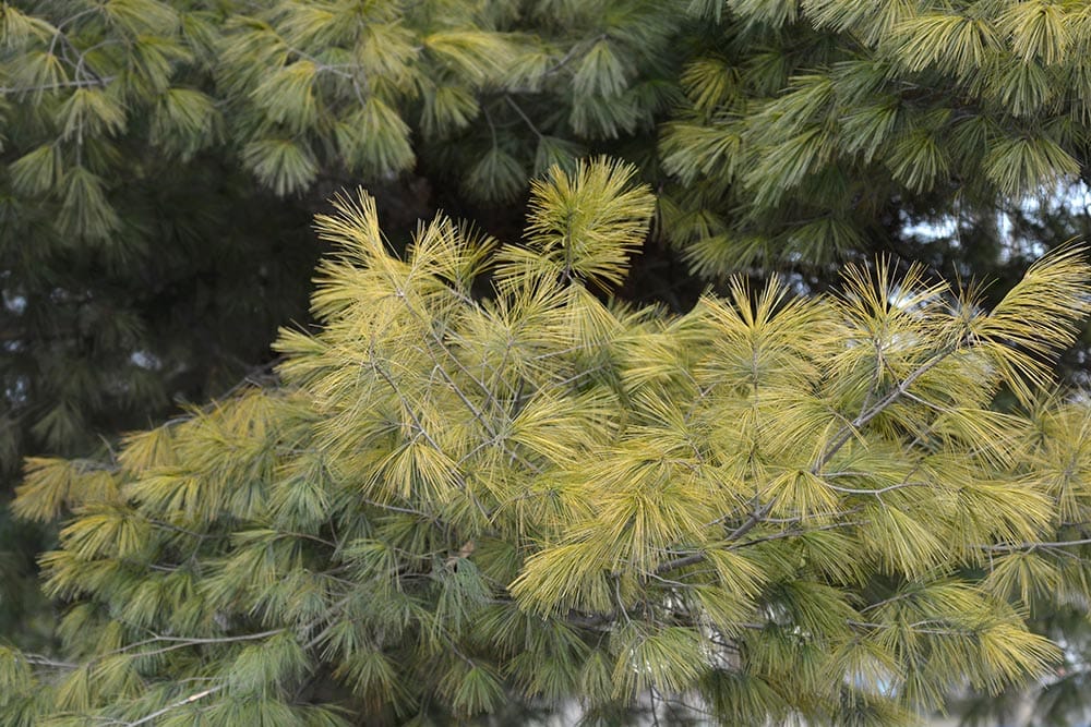 Eastern white pine branch