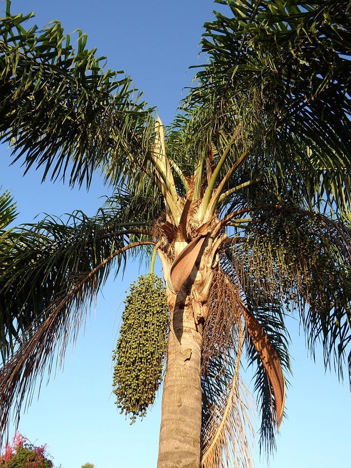 foxtail palm