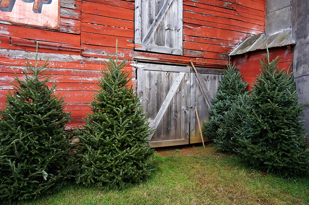 Fraser Fir Trees outside the country barn