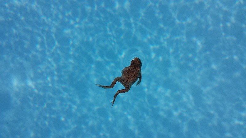 frog in swimming pool