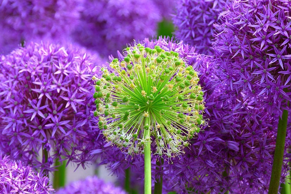 giant allium