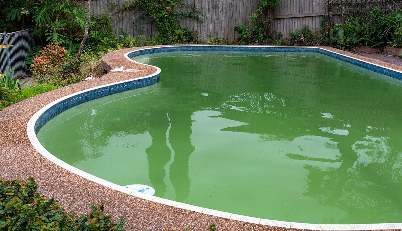 green algae in pool