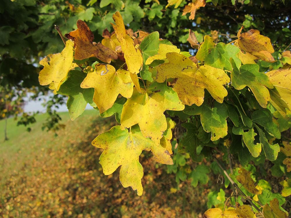 hedge maple