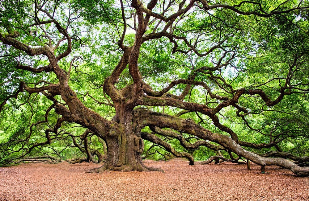 huge old oak tree
