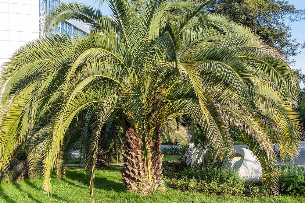 jelly palm