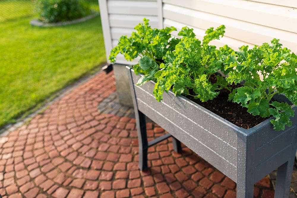 Kale and spinach in raised planter box