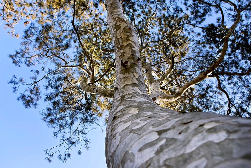 lacebark pine