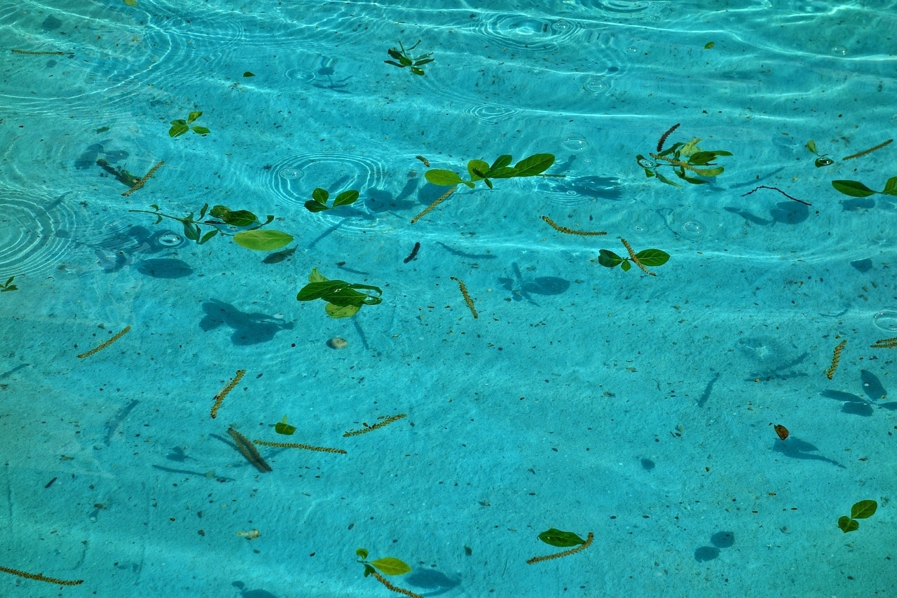 leaves in the pool