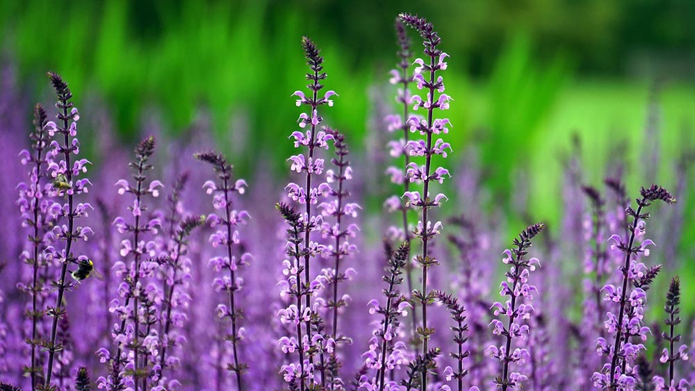 lilac flower field