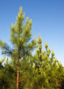 15 Types of Trees in Arkansas (with Pictures) | Home Grail