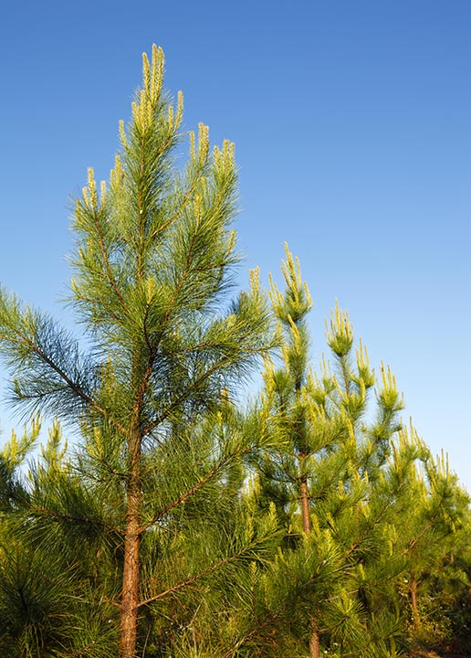 Loblolly Pines