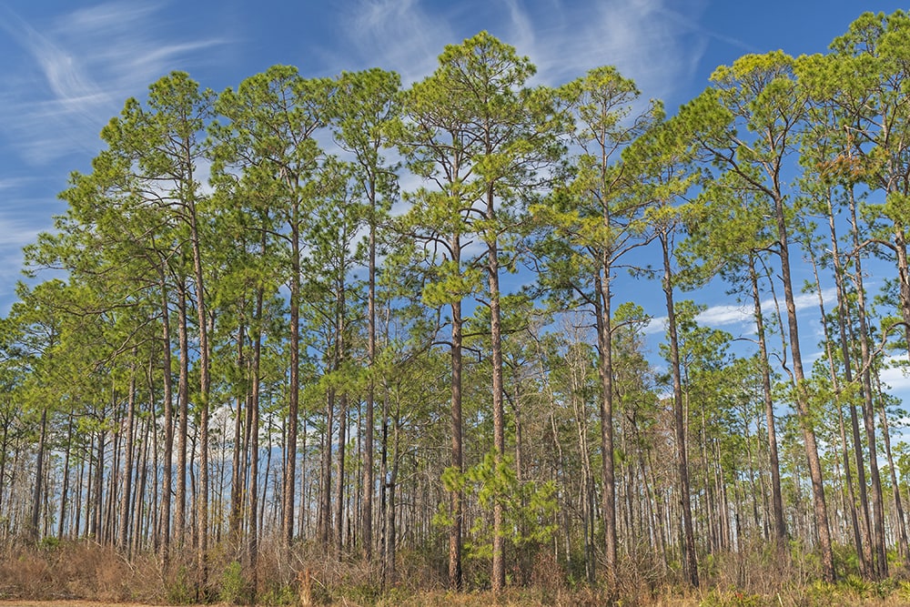Longleaf pines