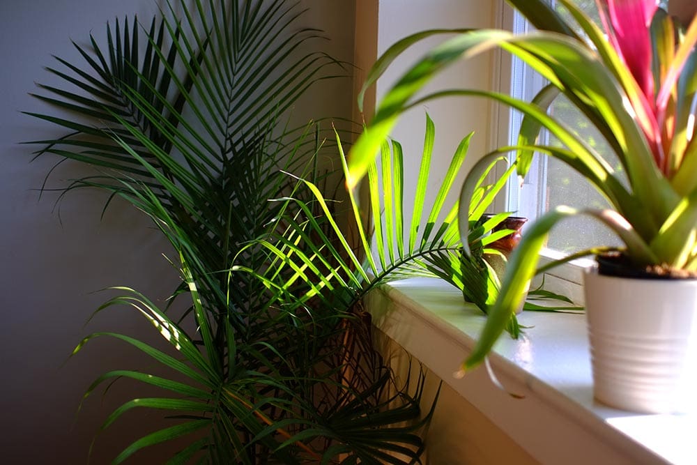 Majesty Palm indoor