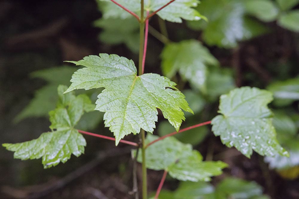Mountain maple up close