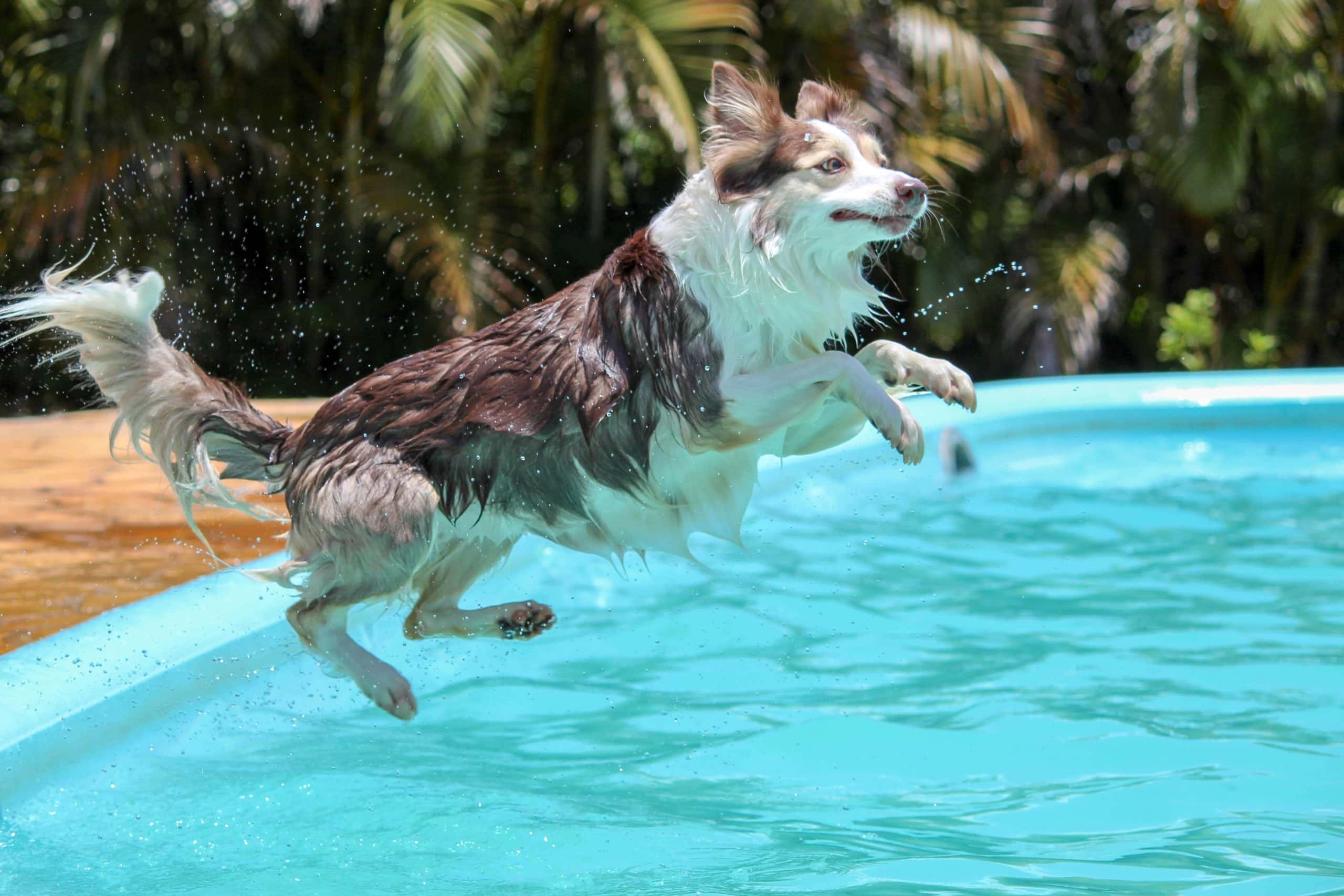 dog jumps in the pool