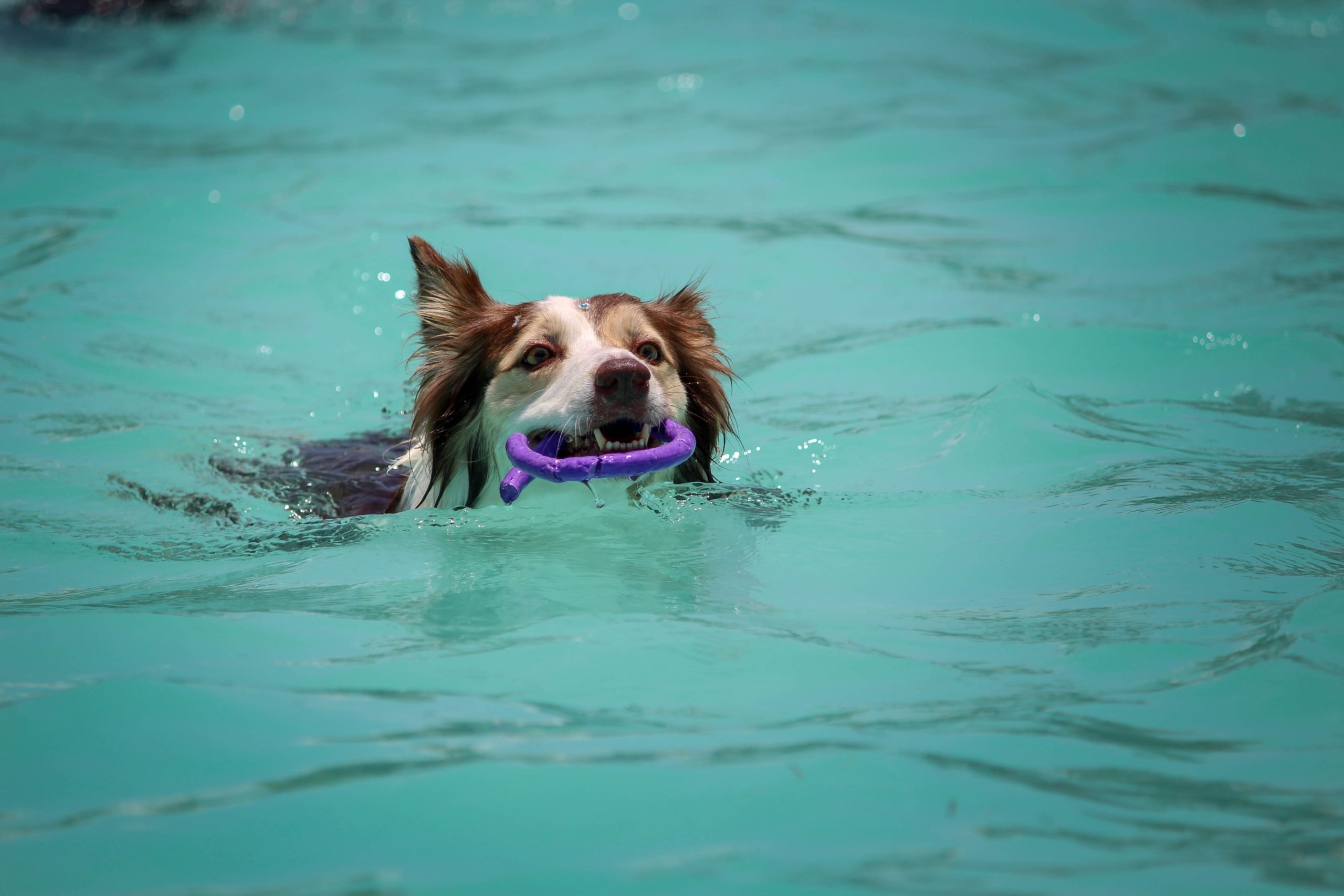 dog swimming in the pool