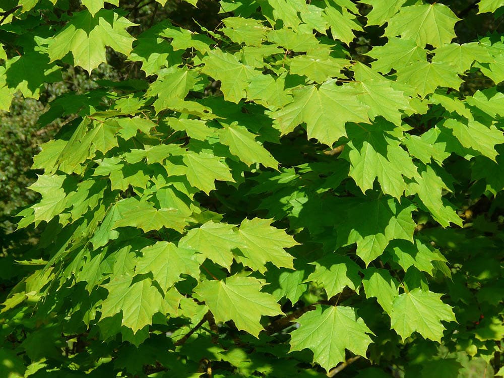 norway maple up close