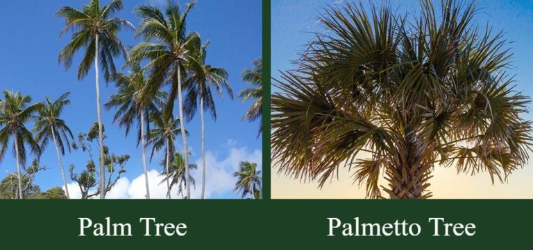 Palm Tree vs Palmetto Tree: What’s the Difference? (With Pictures