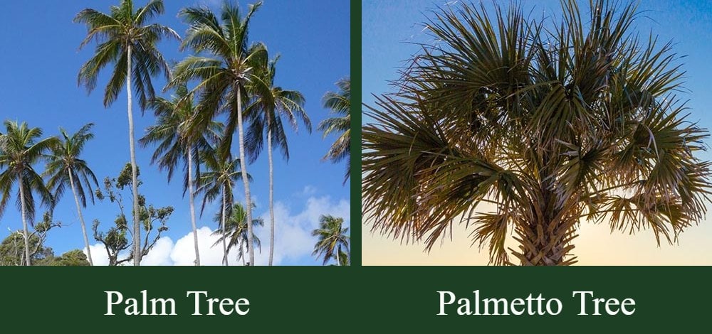 palm tree vs palmetto tree