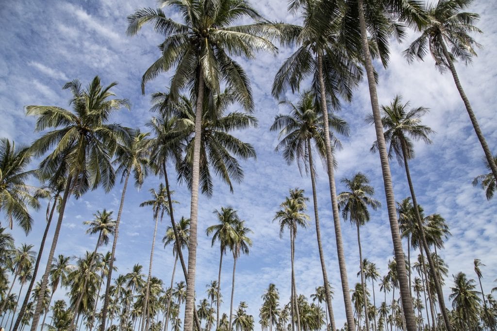 palm trees