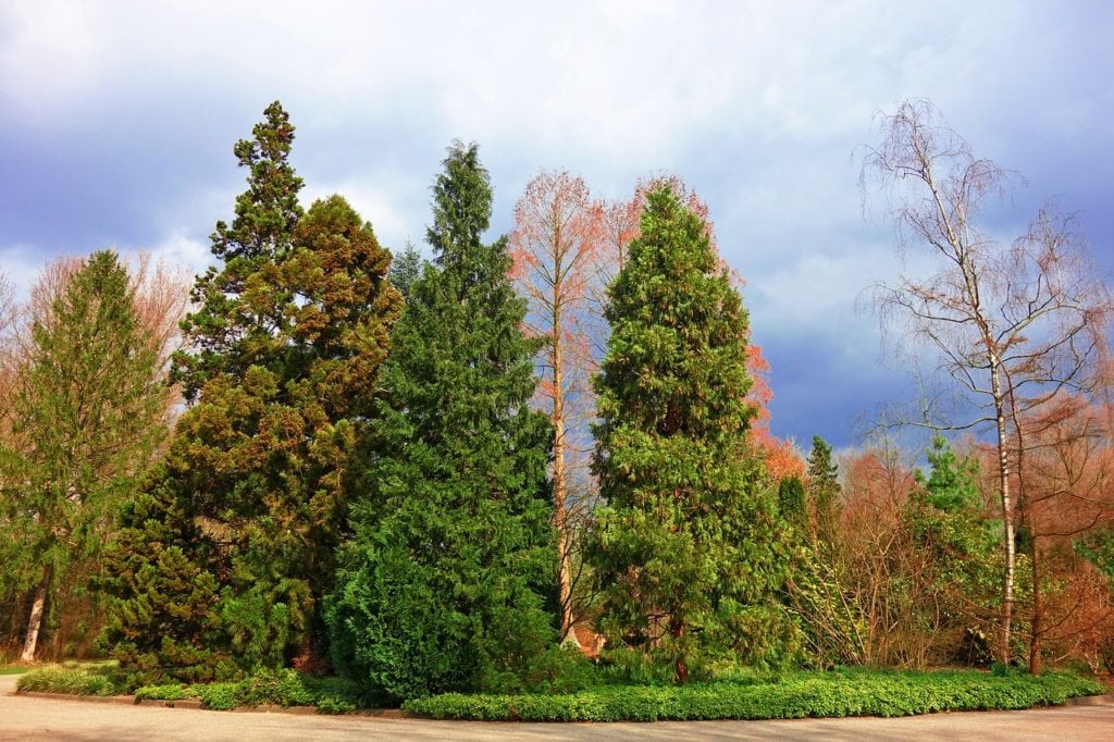 pine trees