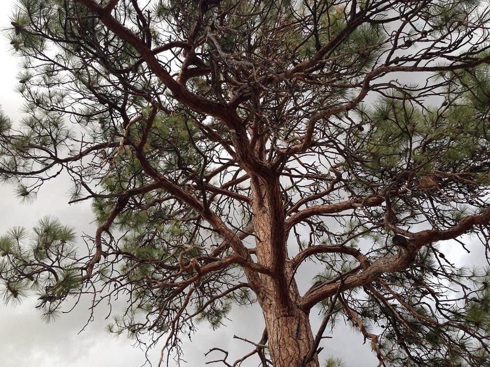 ponderosa pine