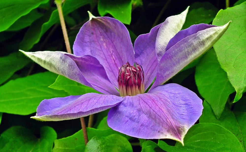 purle hellebore close up