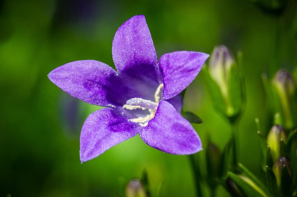 purple Bell Flower