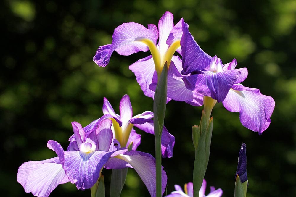 purple Cattleya Orchid
