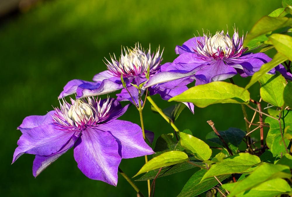 purple Clematis