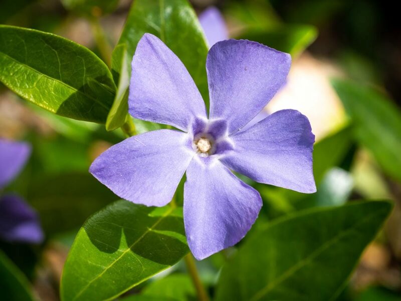 purple European Periwinkle