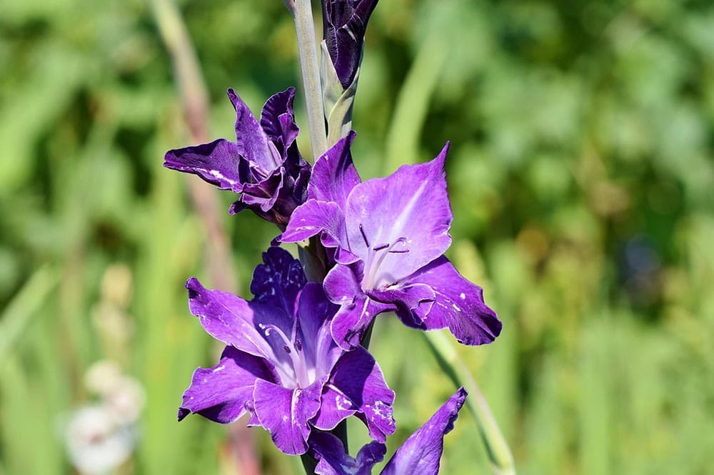 purple Gladiolus