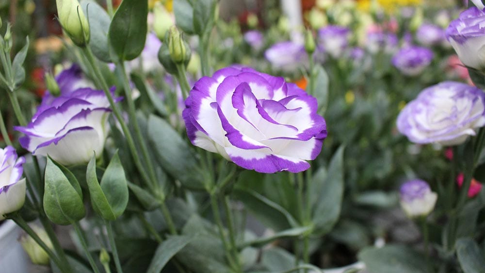 purple and white lisianthus