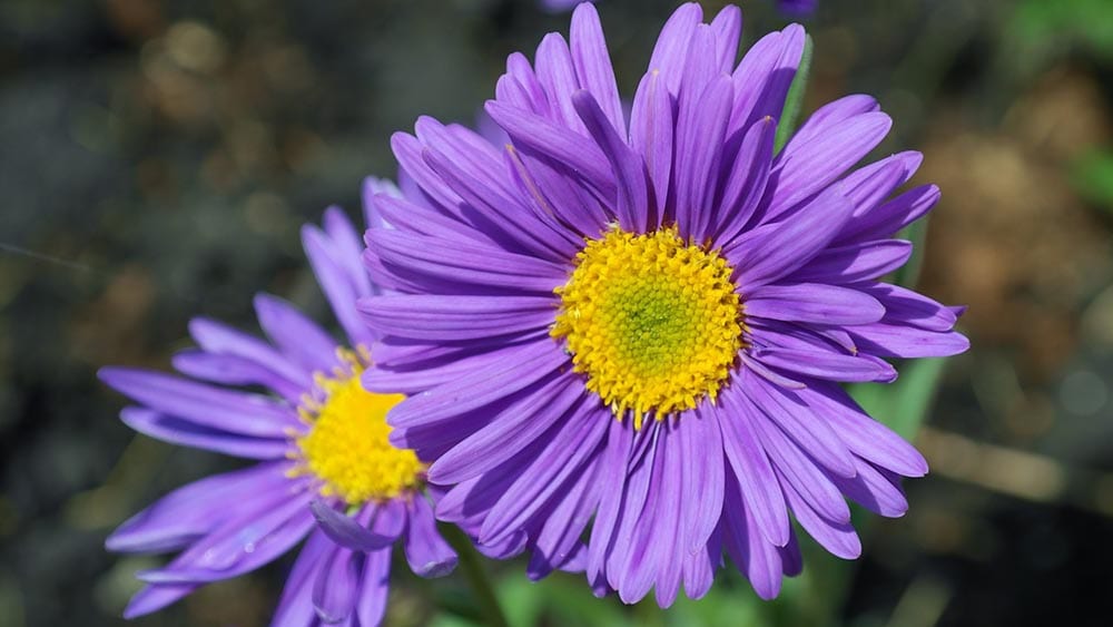 purple aster daisy
