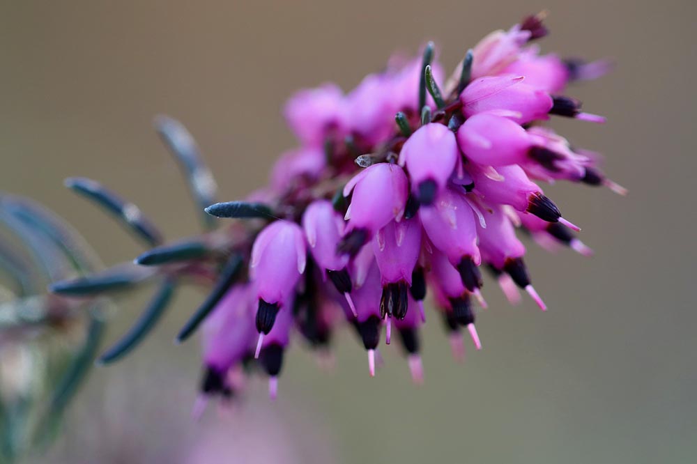 purple bell heather