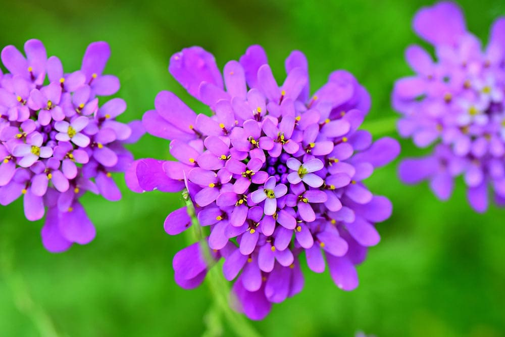 purple candytuft