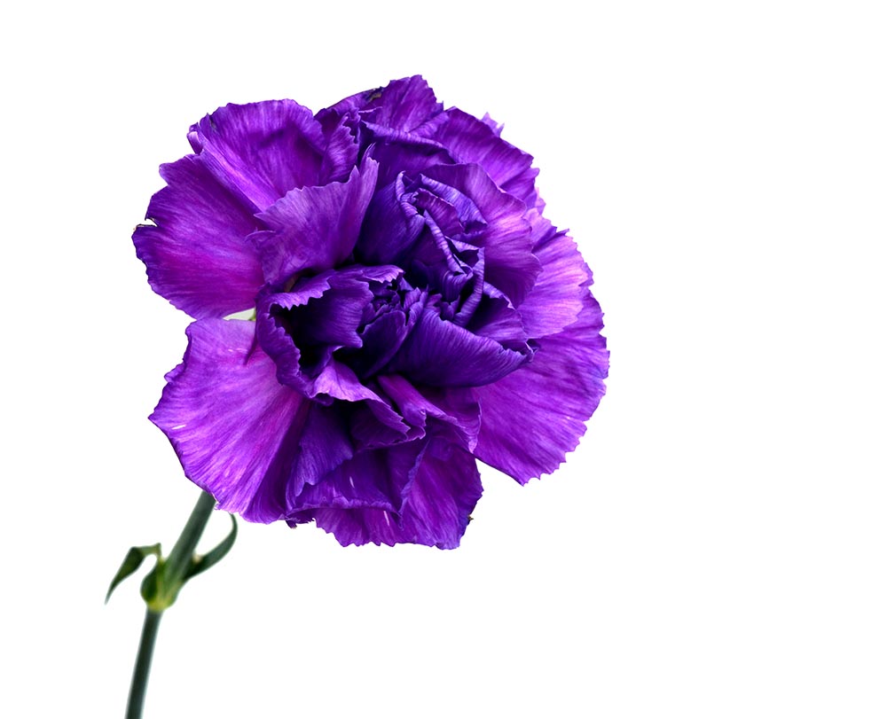 purple Carnation