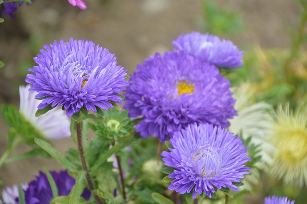 purple china aster