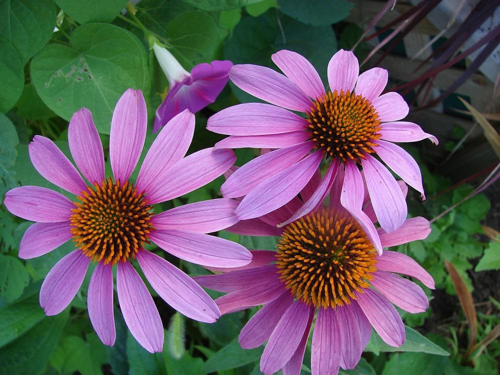 purple coneflower