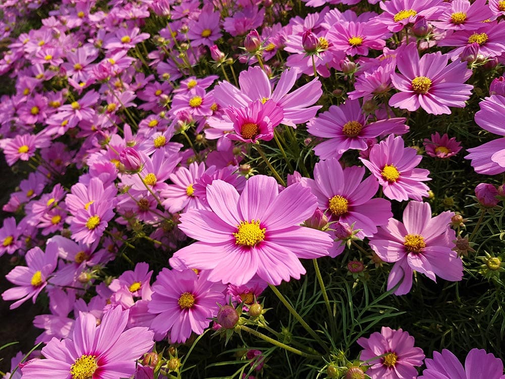 purple Cosmos daisy