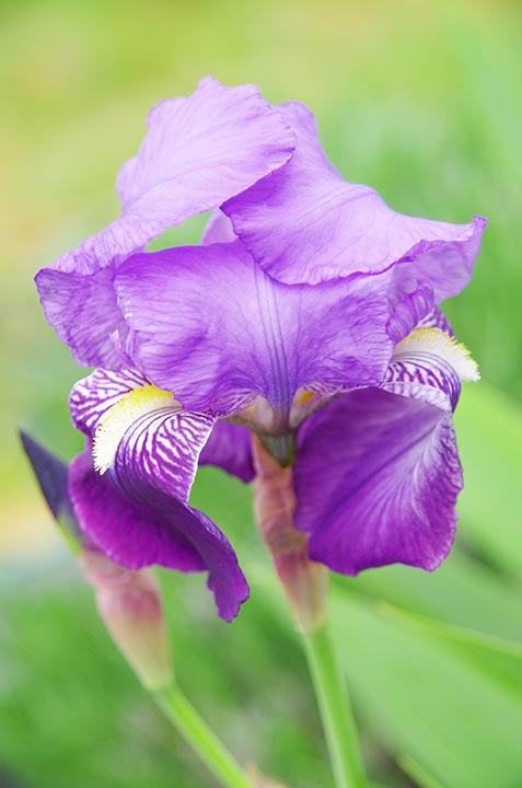 purple dwarf iris