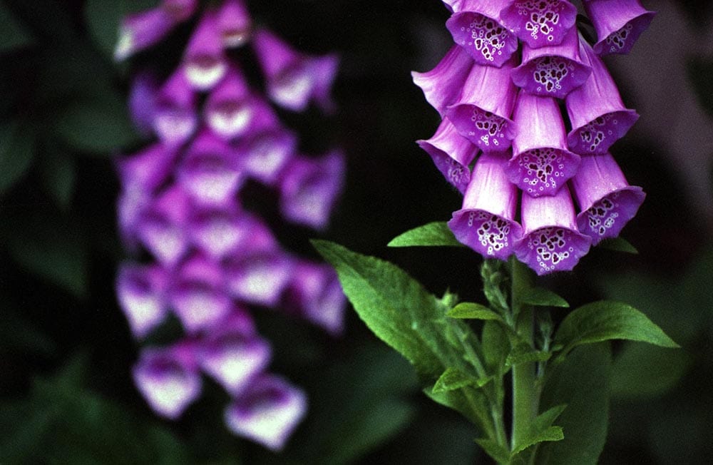 purple foxglove