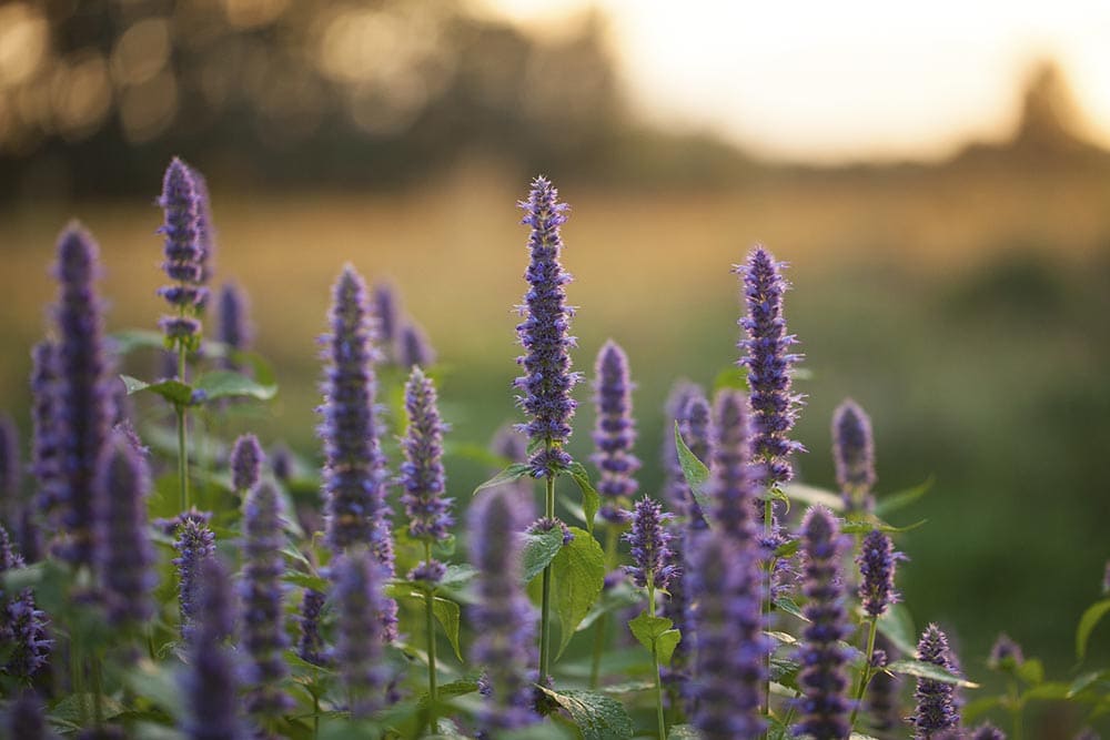 purple giant Anise Hyssop