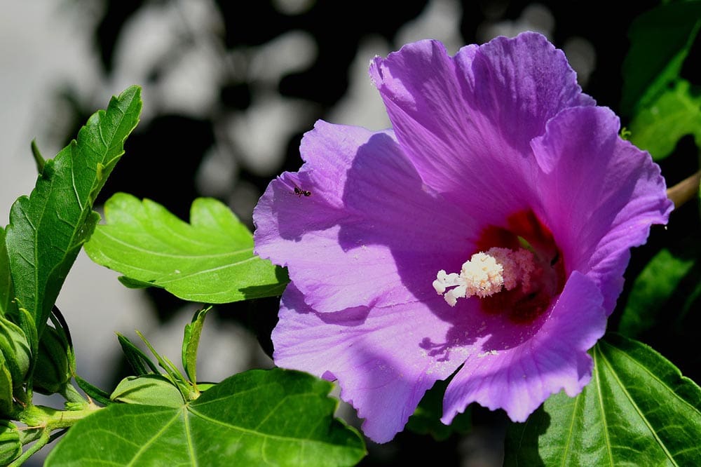 purple hibiscus