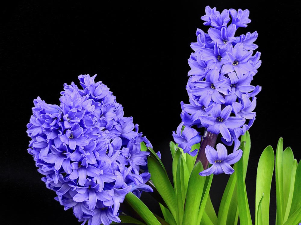 purple hyacinth