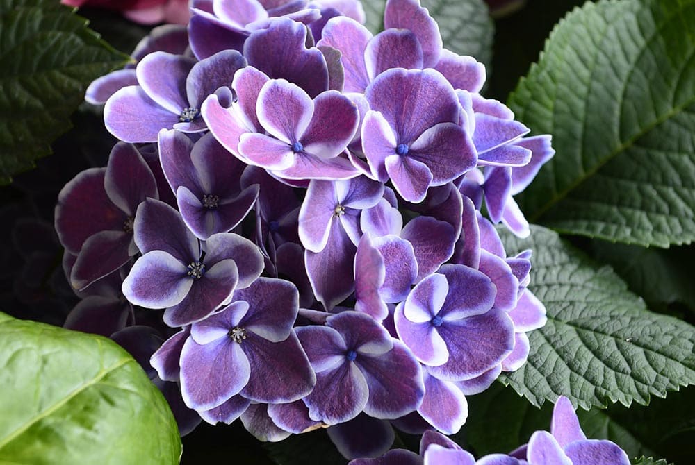 purple hydrangea