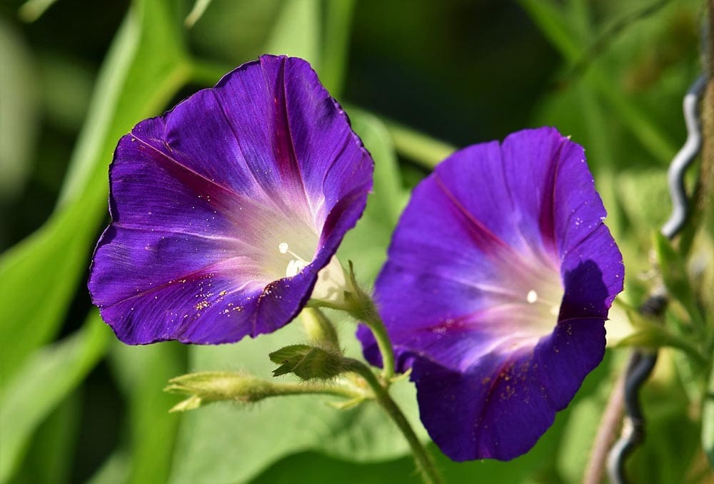 purple morning glory