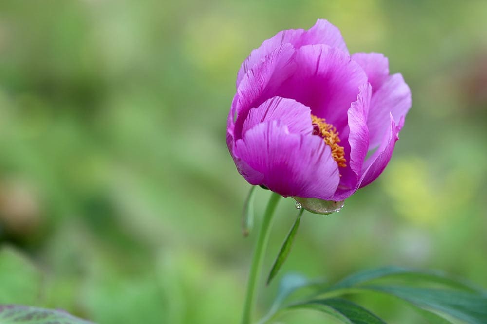 purple peony blossoming